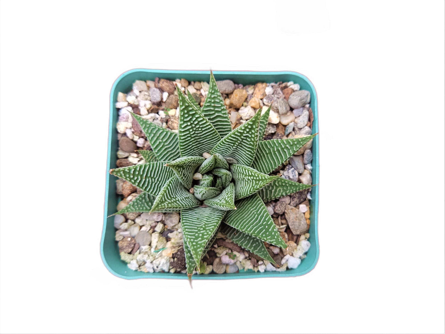 Haworthia Limifolia var. Striata – Live Mature Succulent Plant | Unique Textured Rosette | Low-Maintenance Indoor Plant – Bare-Rooted