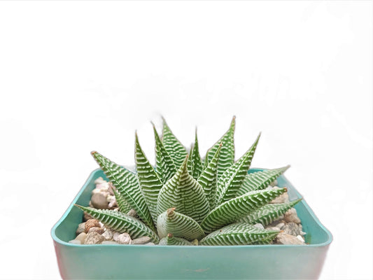 Haworthia Limifolia var. Striata – Live Mature Succulent Plant | Unique Textured Rosette | Low-Maintenance Indoor Plant – Bare-Rooted