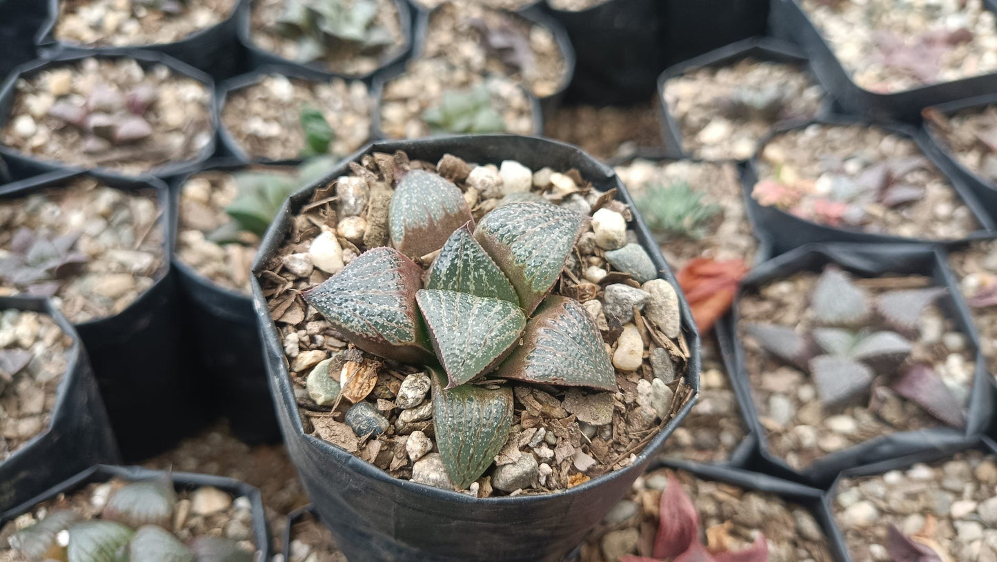 Haworthia Magnifica Bare-Rooted Succulent - Elegance in Symmetry