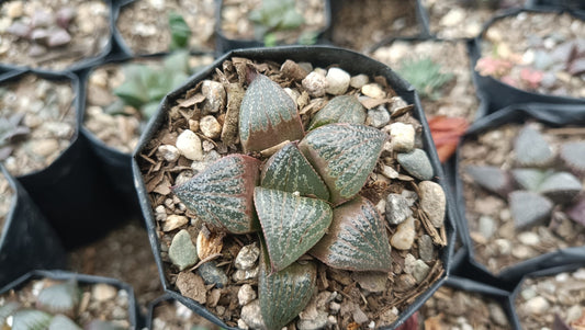 Haworthia Magnifica Bare-Rooted Succulent - Elegance in Symmetry