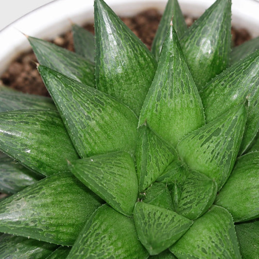 Rare Haworthia Mucronata | Compact Window Succulent Plant