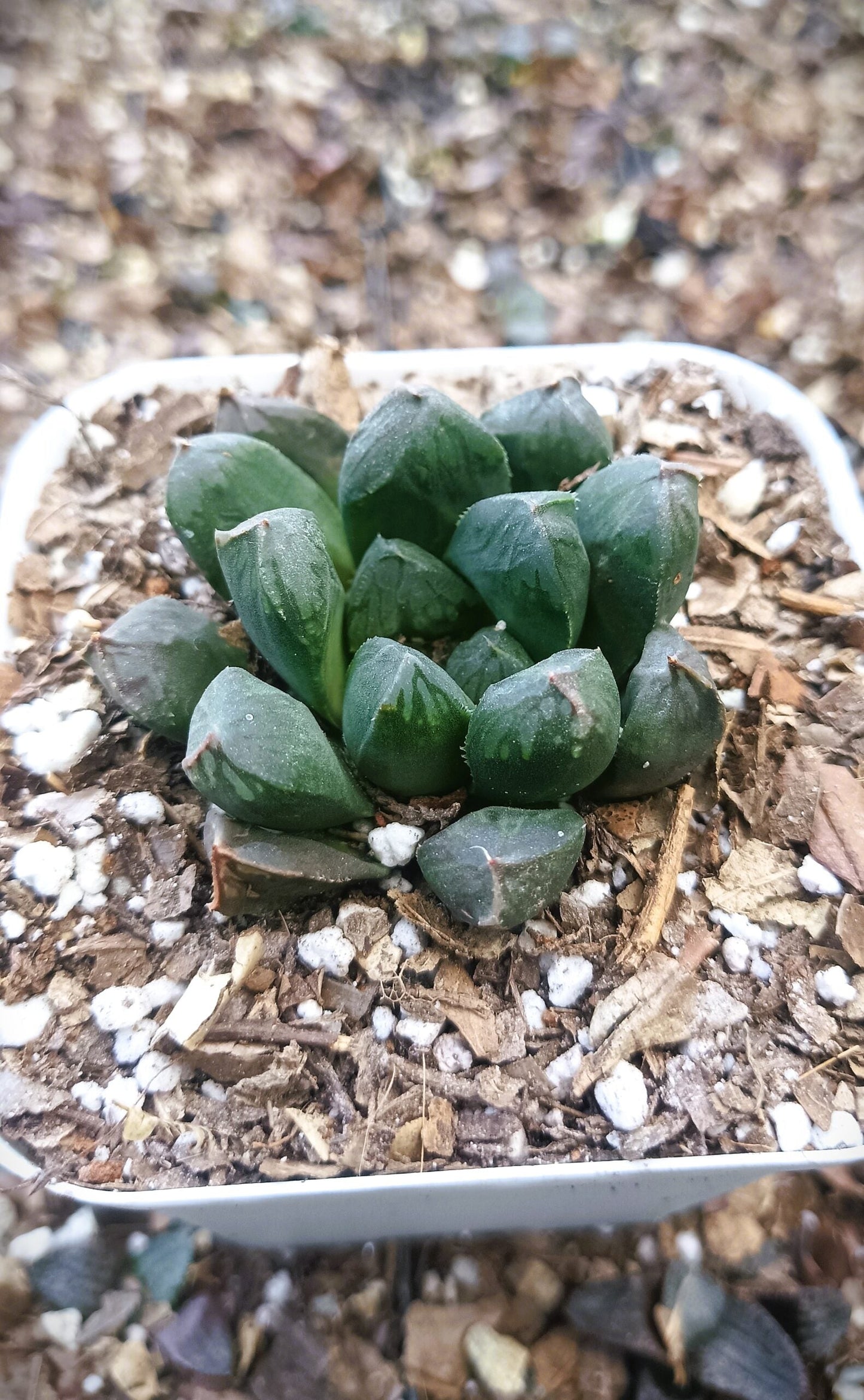 Haworthia Obtusia Hybrid - Buy Succulent Online in India - My Store