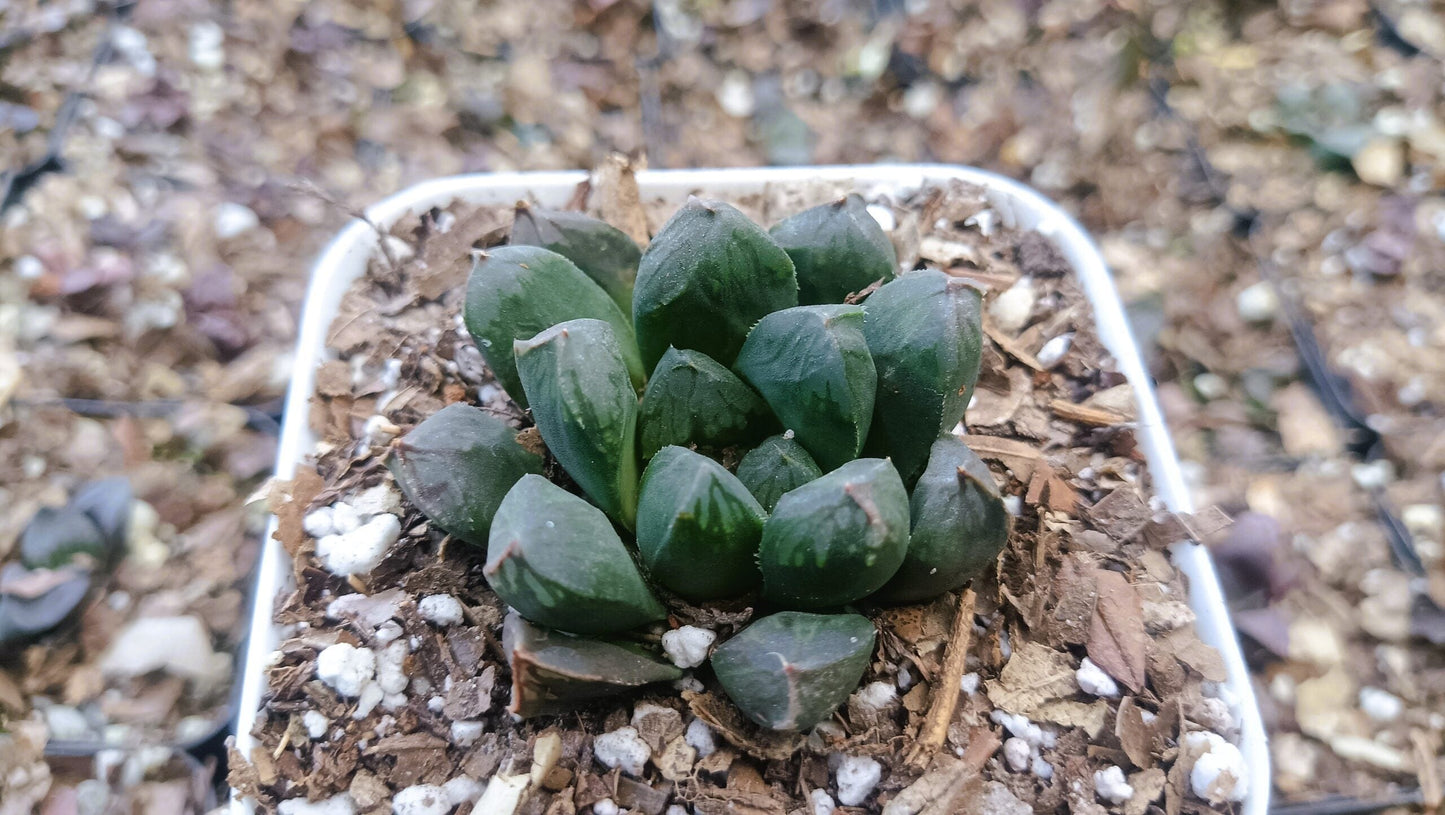 Haworthia Obtusia Bare-Rooted Hybrid - Buy Succulent Online in India