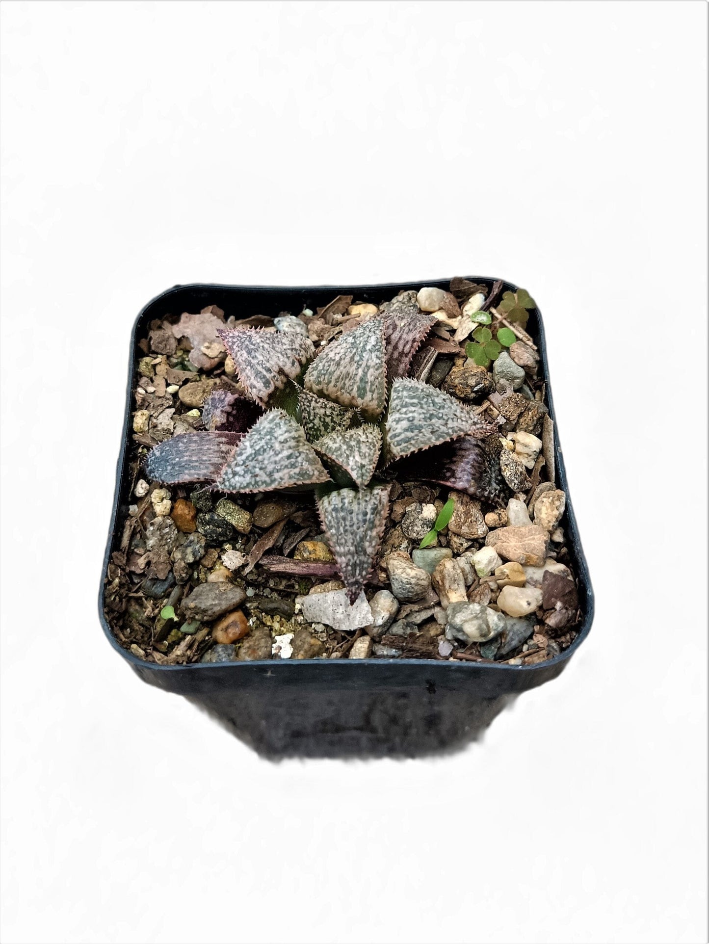 Haworthia Pehlemanniae Bare-Rooted Hybrid: Graceful Succulent Delight- Frek