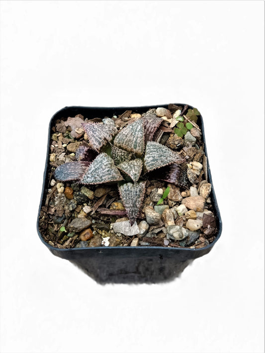 Haworthia Pehlemanniae Bare-Rooted Hybrid: Graceful Succulent Delight- Frek