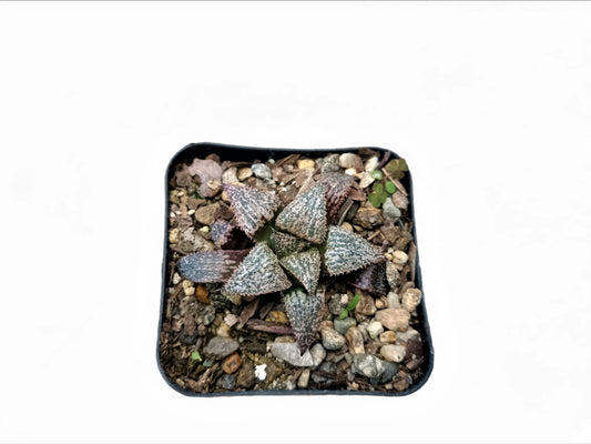Haworthia Pehlemanniae Hybrid: Graceful Succulent Delight - Frek - My Store