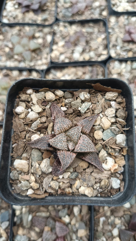 Haworthia Pehlemanniae Bare-Rooted Hybrid Succulent - Unique Charm for Any Space