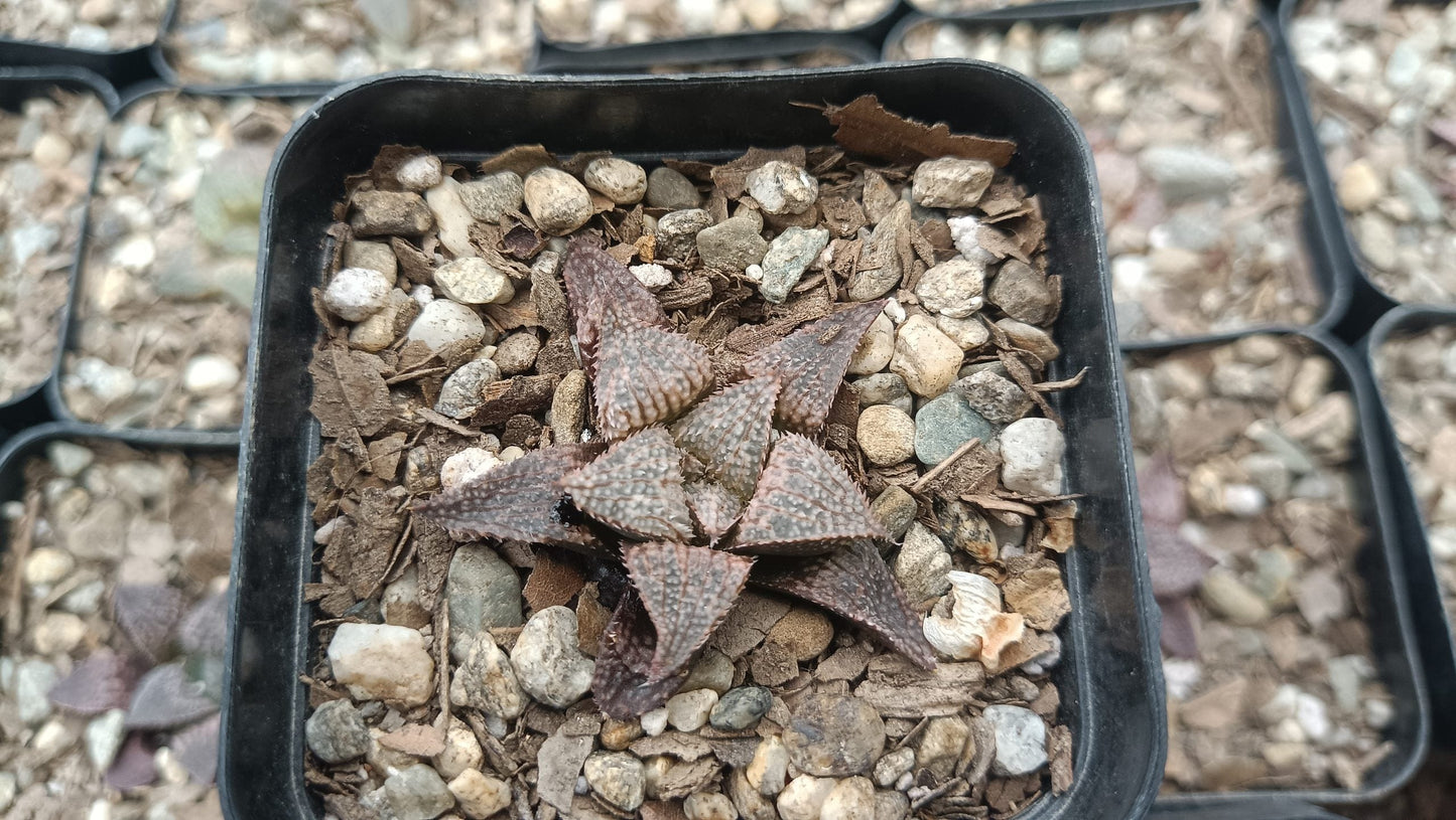 Haworthia Pehlemanniae Bare-Rooted Hybrid Succulent - Unique Charm for Any Space