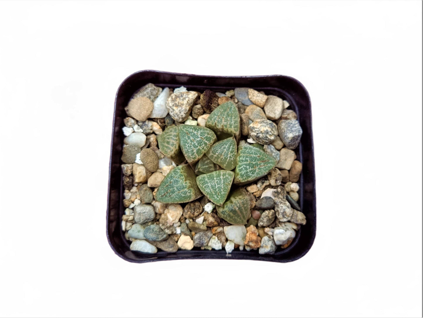 Haworthia Picta Bare-Rooted Hybrid : Rare Succulent Delight- Available at Frek