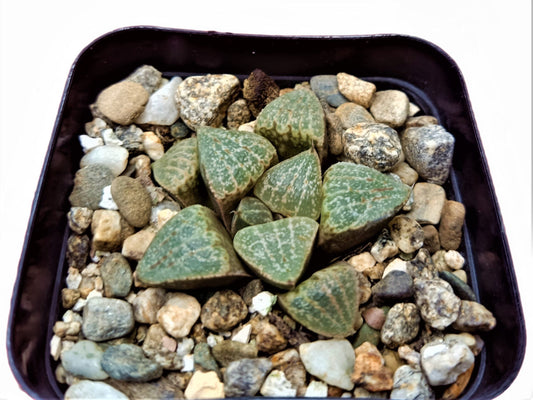 Haworthia Picta Bare-Rooted Hybrid : Rare Succulent Delight- Available at Frek