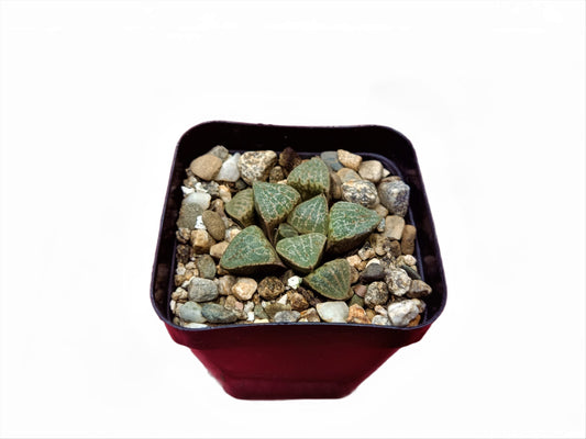 Haworthia Picta Hybrid : Rare Succulent Delight - Available at Frek - My Store