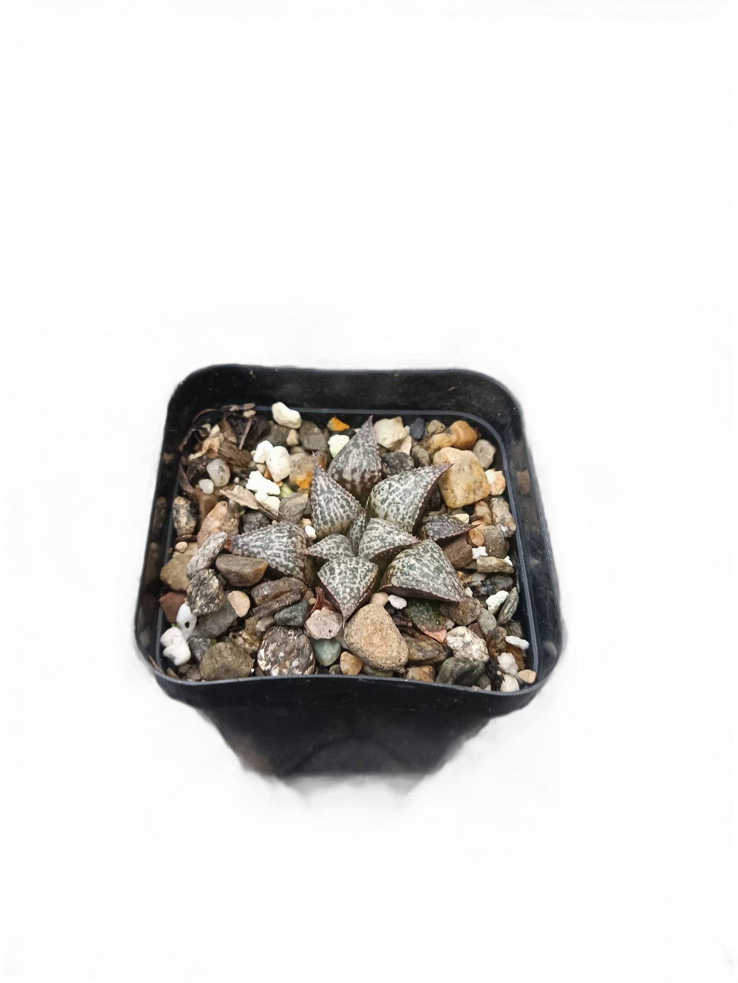 Haworthia Picta Bare-Rooted Hybrid – Stunning Succulent for Your Space | Buy Now at Frek