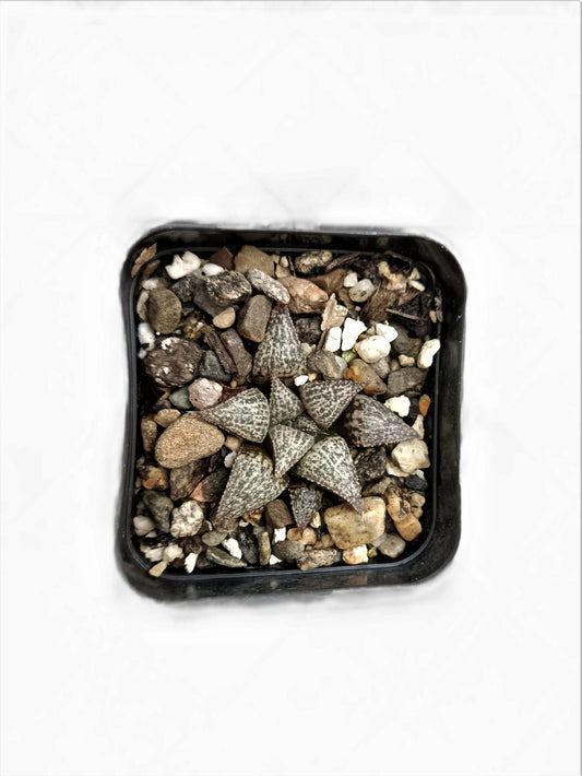 Haworthia Picta Bare-Rooted Hybrid – Stunning Succulent for Your Space | Buy Now at Frek