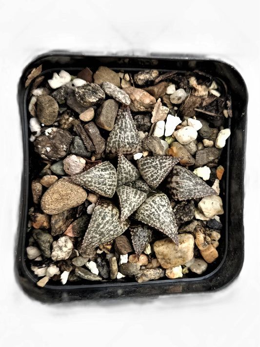 Haworthia Picta Hybrid – Stunning Succulent for Your Space | Buy Now at Frek - My Store