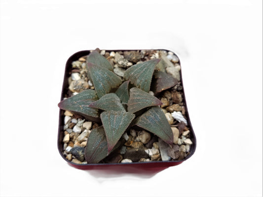 Haworthia Pigmaea Hybrid: Petite Beauty Collection: Buy at Frek - My Store