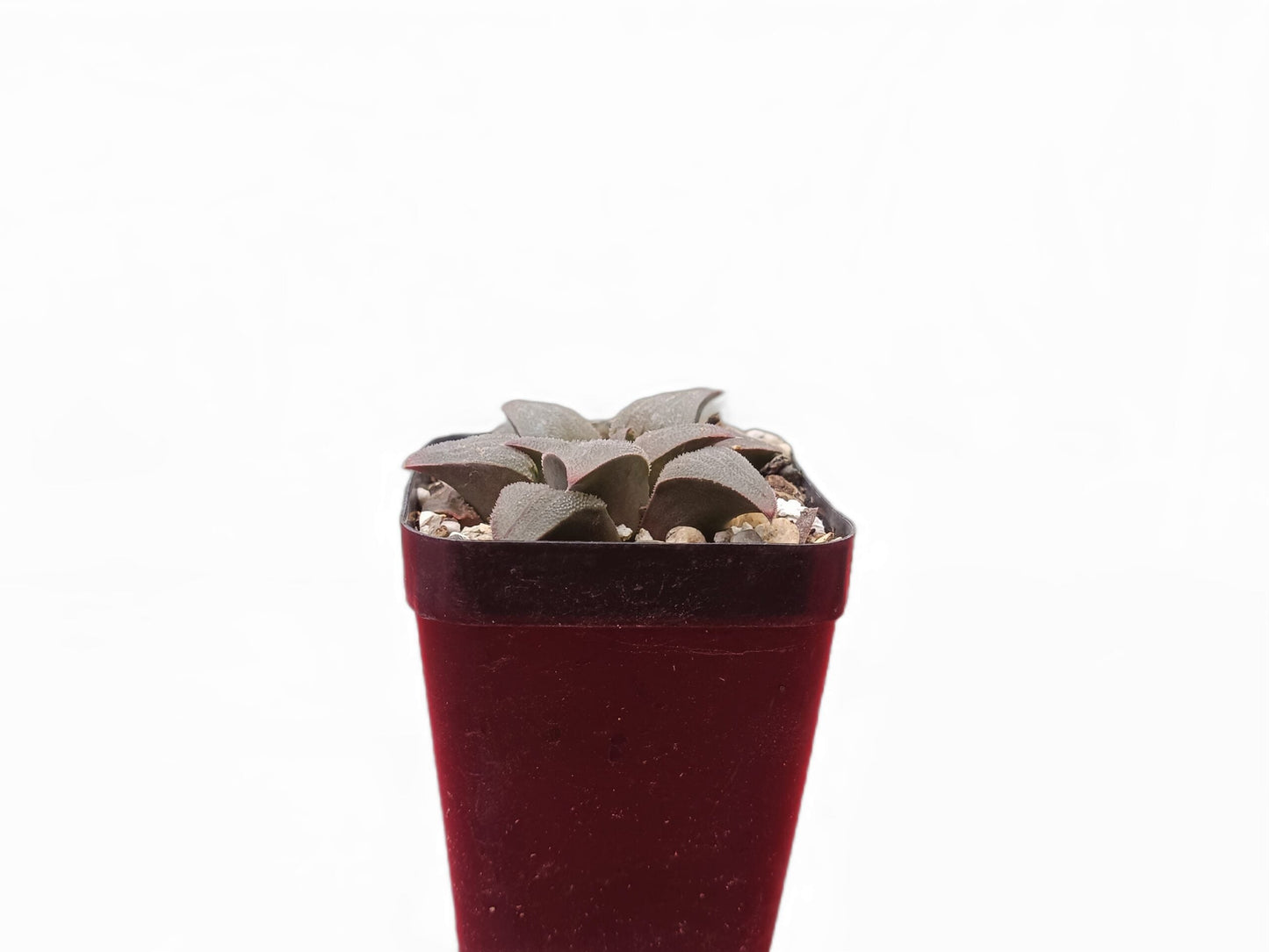 Haworthia Pigmaea Hybrid: Petite Beauty Collection: Buy at Frek - My Store