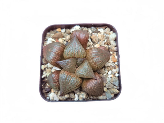 Haworthia Pink Lady Hybrid - A Charming Addition to Your Plant Collection! - My Store