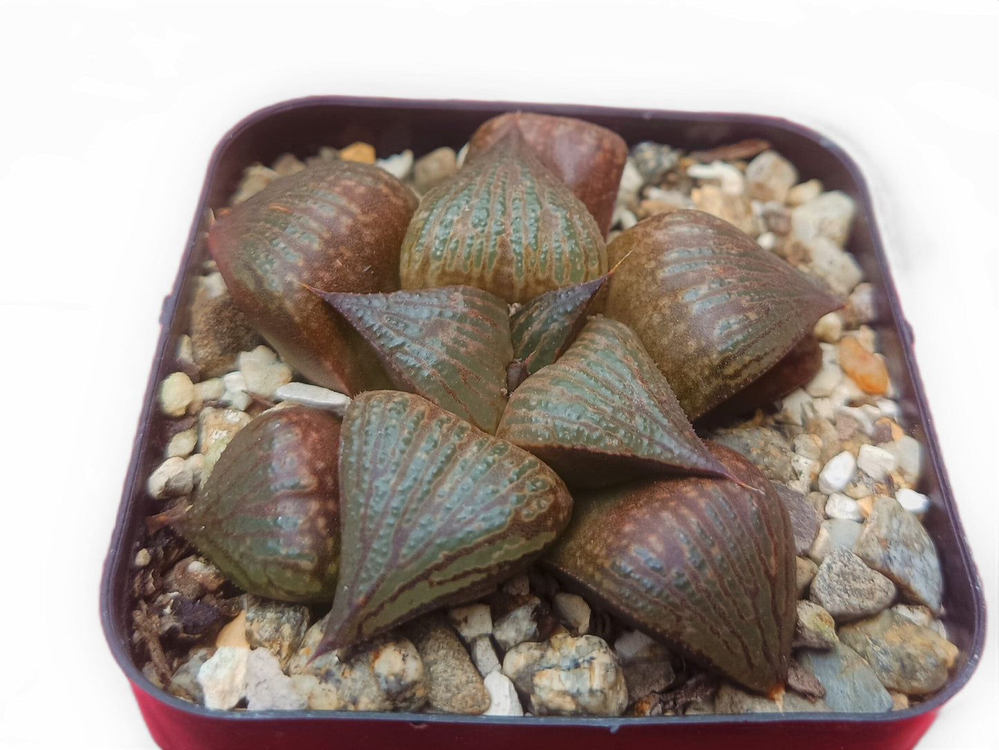 Haworthia Pink Lady Bare-Rooted Hybrid - A Charming Addition to Your Plant Collection!
