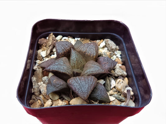 Haworthia Splendens Hybrid: A Gardener's Dream! - My Store