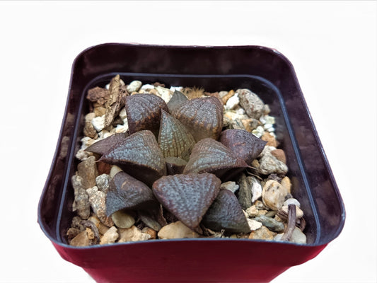 Haworthia Splendens Bare-Rooted Hybrid: A Gardener's Dream!