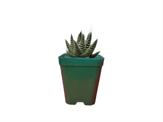 Haworthia Tears of Angel Hybrid Succulent - Buy Now at Frek! - My Store