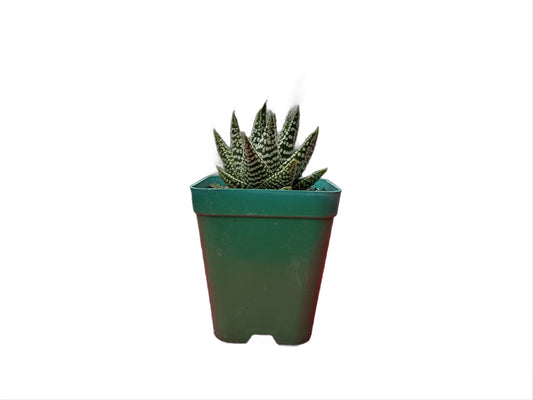 Haworthia Pumila X Tears of Angel Bare-Rooted Succulent-Buy Now at Frek!