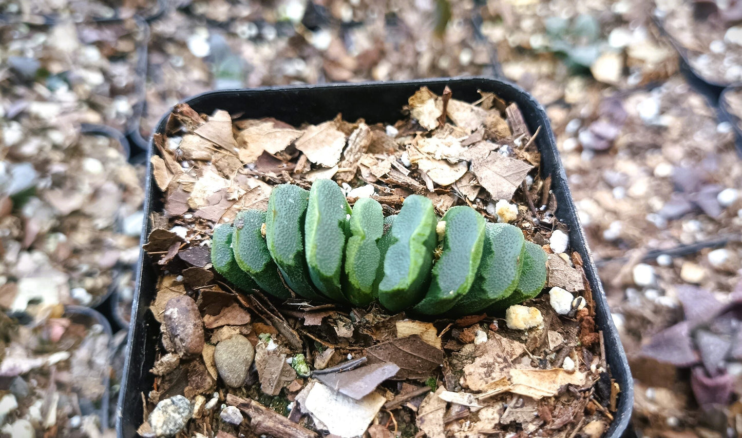 Haworthia Truncata Hybrid 002 – Unique Truncata Succulent for Home & Office - My Store