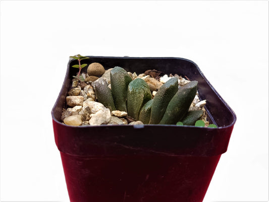 Haworthia Truncata Bare-Rooted Hybrid (Seed Grown) : A Rare Succulent Plant- Frek