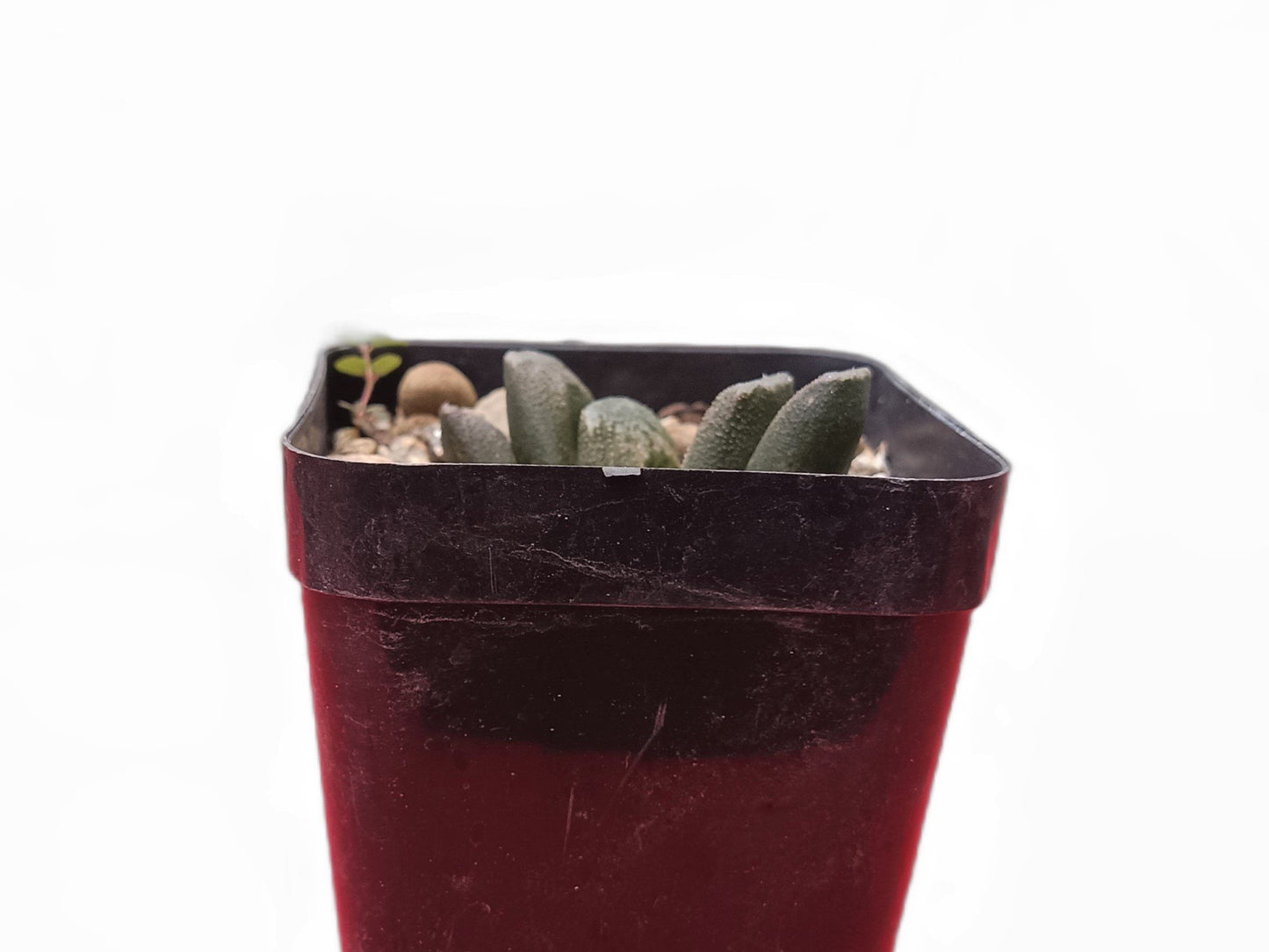Haworthia Truncata Bare-Rooted Hybrid (Seed Grown) : A Rare Succulent Plant- Frek