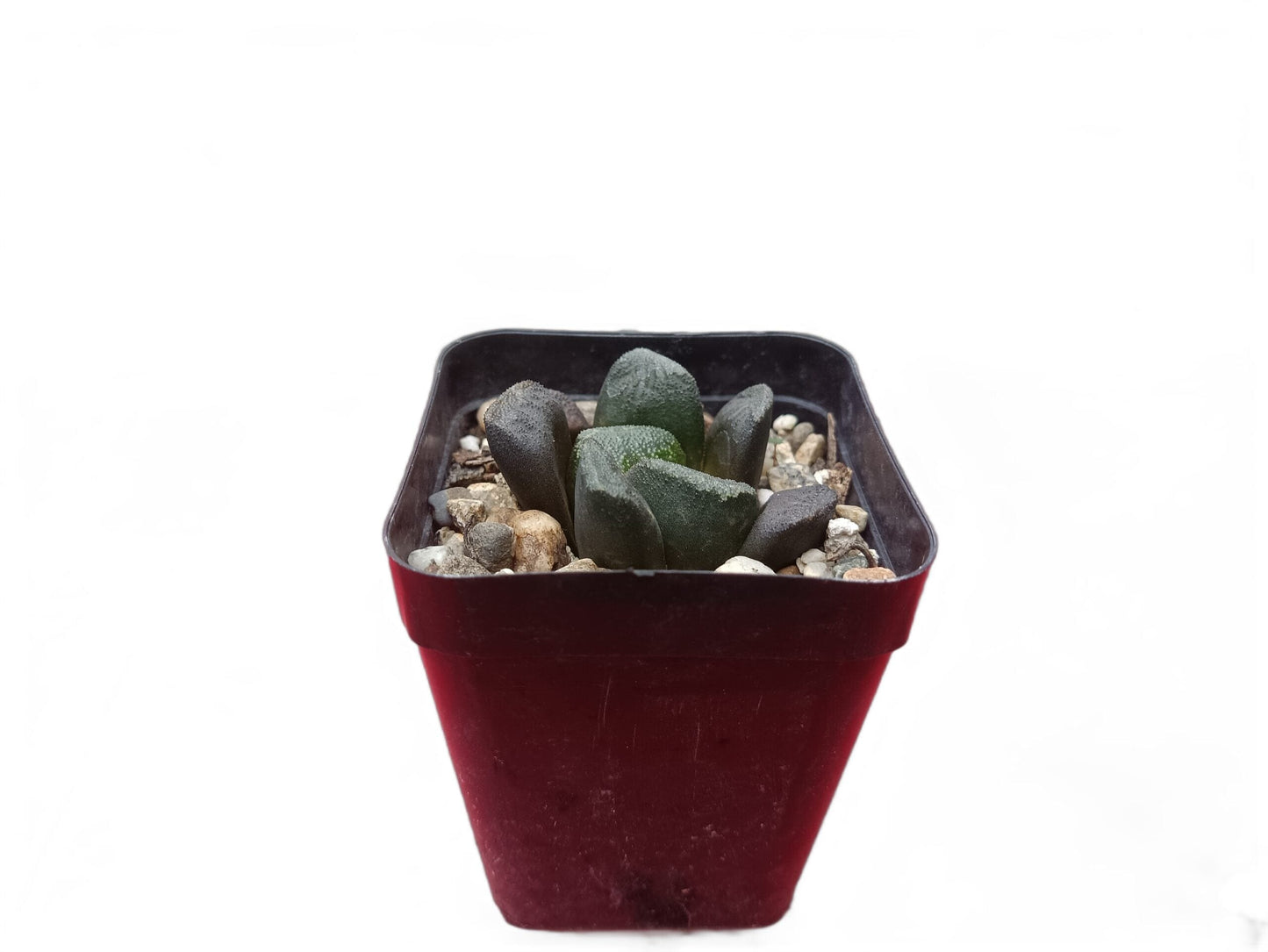 Haworthia truncata x maughani Bare-Rooted Hybrid: The Perfect Blend of Beauty and Resilience- Frek
