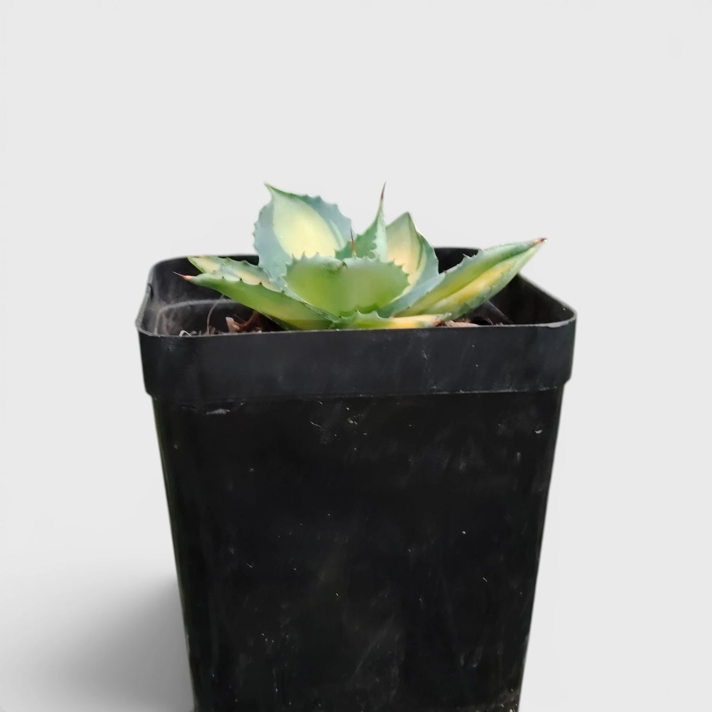 Rare Agave Rum Runner Isthmensis Variegated | Collector Succulent Plant