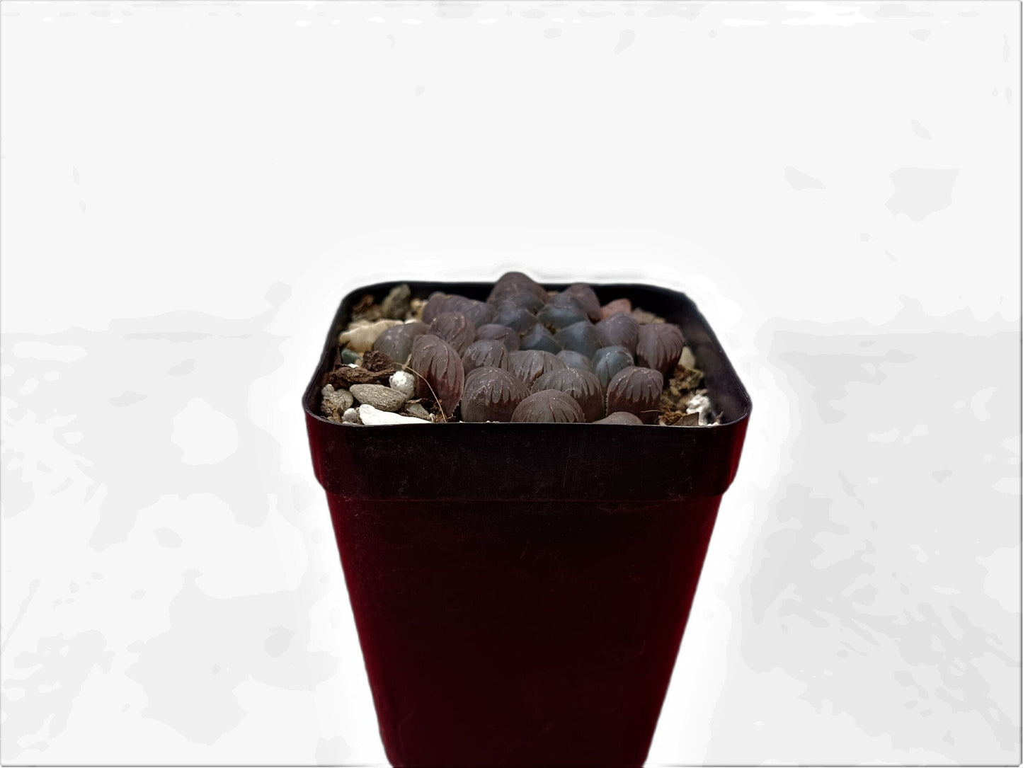 Howarthia Cooperi Bare-Rooted Hybrid: A Mesmerizing Succulent Delight- Frek
