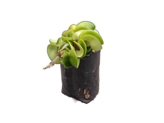 Hoya Hindu Rope: Hoya Carnosa Compacta – Bare-Rooted