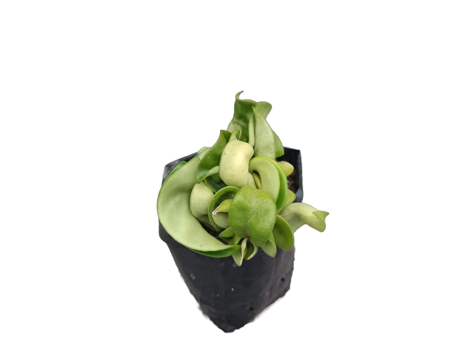 Hoya Hindu Rope: Hoya Carnosa Compacta – Bare-Rooted