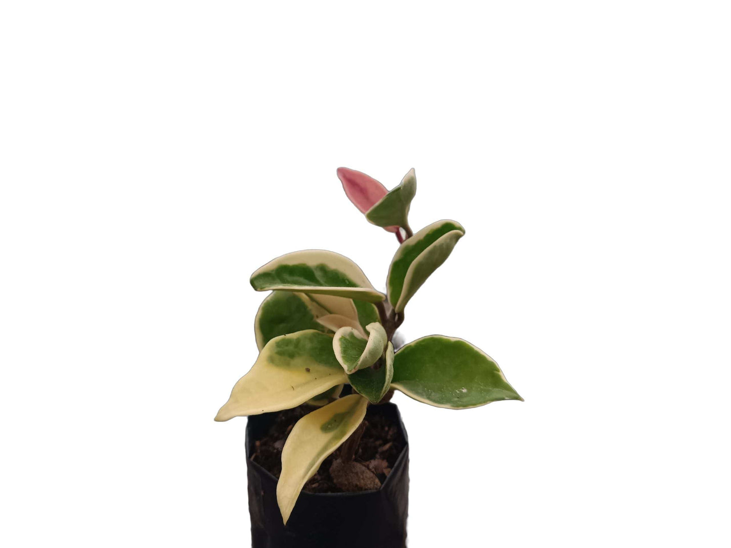Hoya Krimson Queen 'Karnosa' Variegated: Enchanting Beauty for Any Space – Bare-Rooted