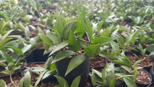Hoya Memoria - The Stunning Caramel Hoya Plant - My Store