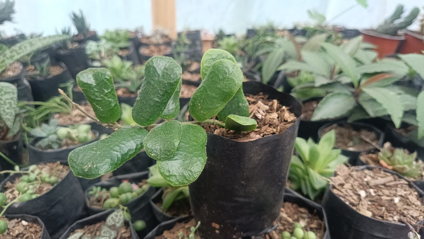 Hoya Rotundiflora: Lush Vining Plant with Stunning Foliage – Bare-Rooted