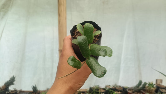 Hoya Rotundiflora: Lush Vining Plant with Stunning Foliage – Bare-Rooted