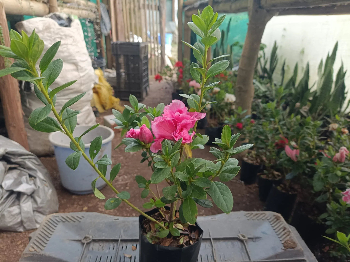 Azalea Hot Pink – Bare-Rooted