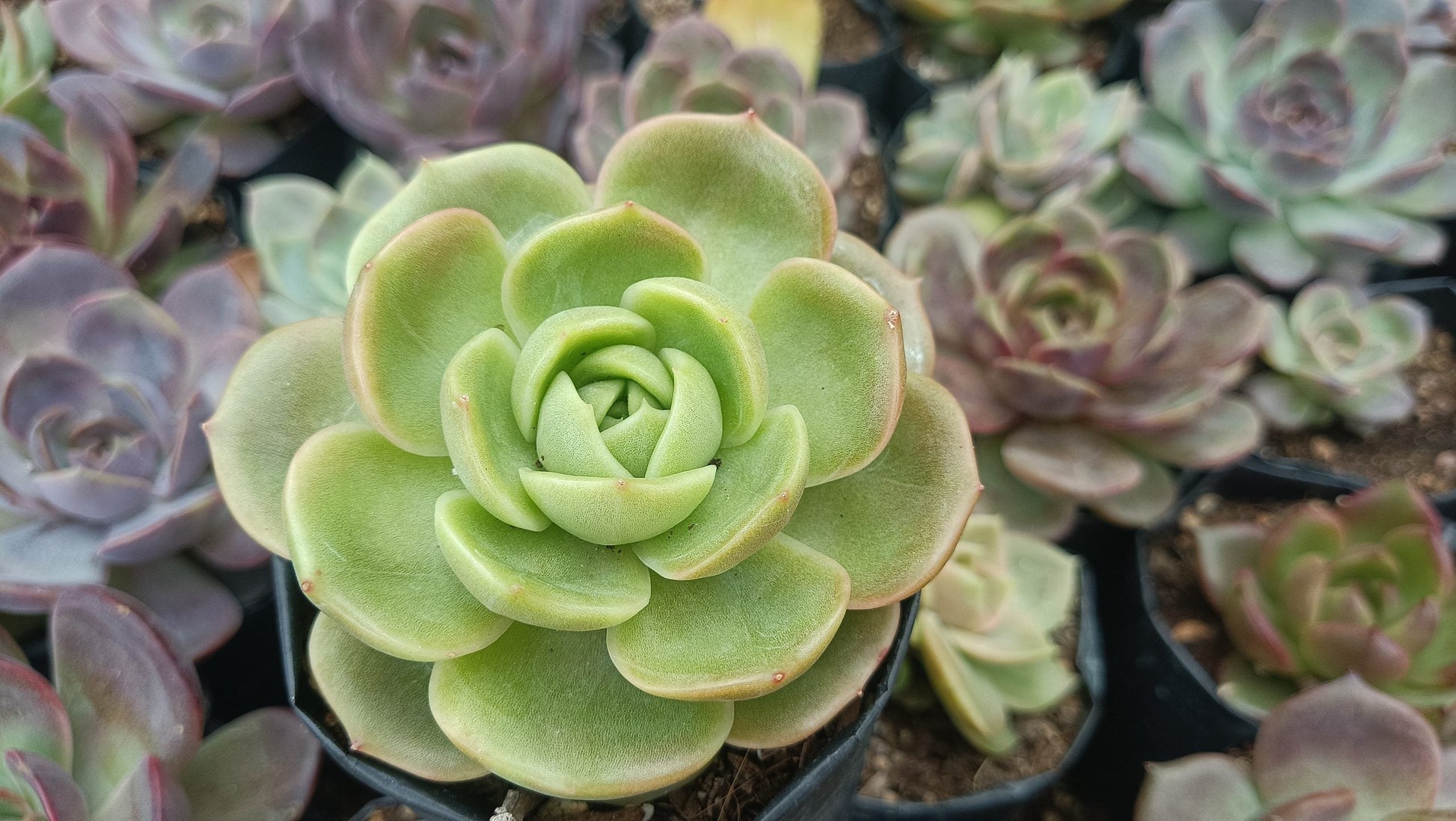 Hybrid Echeveria Green Maria Succulent: Compact Beauty for Your Space! - My Store