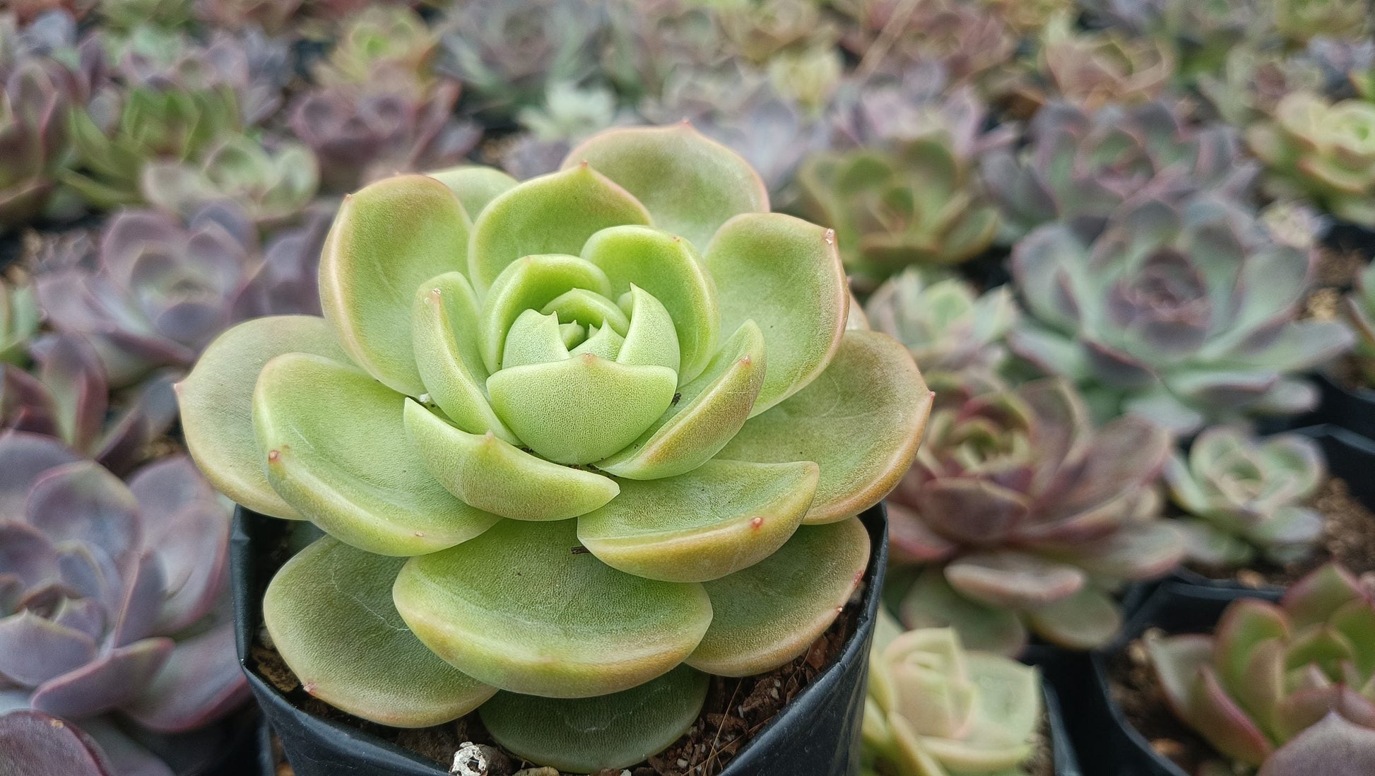 Hybrid Echeveria Green Maria Succulent: Compact Beauty for Your Space! - My Store