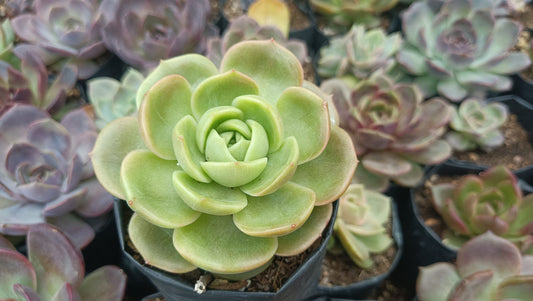 Hybrid Echeveria Green Maria Succulent: Compact Beauty for Your Space! - My Store