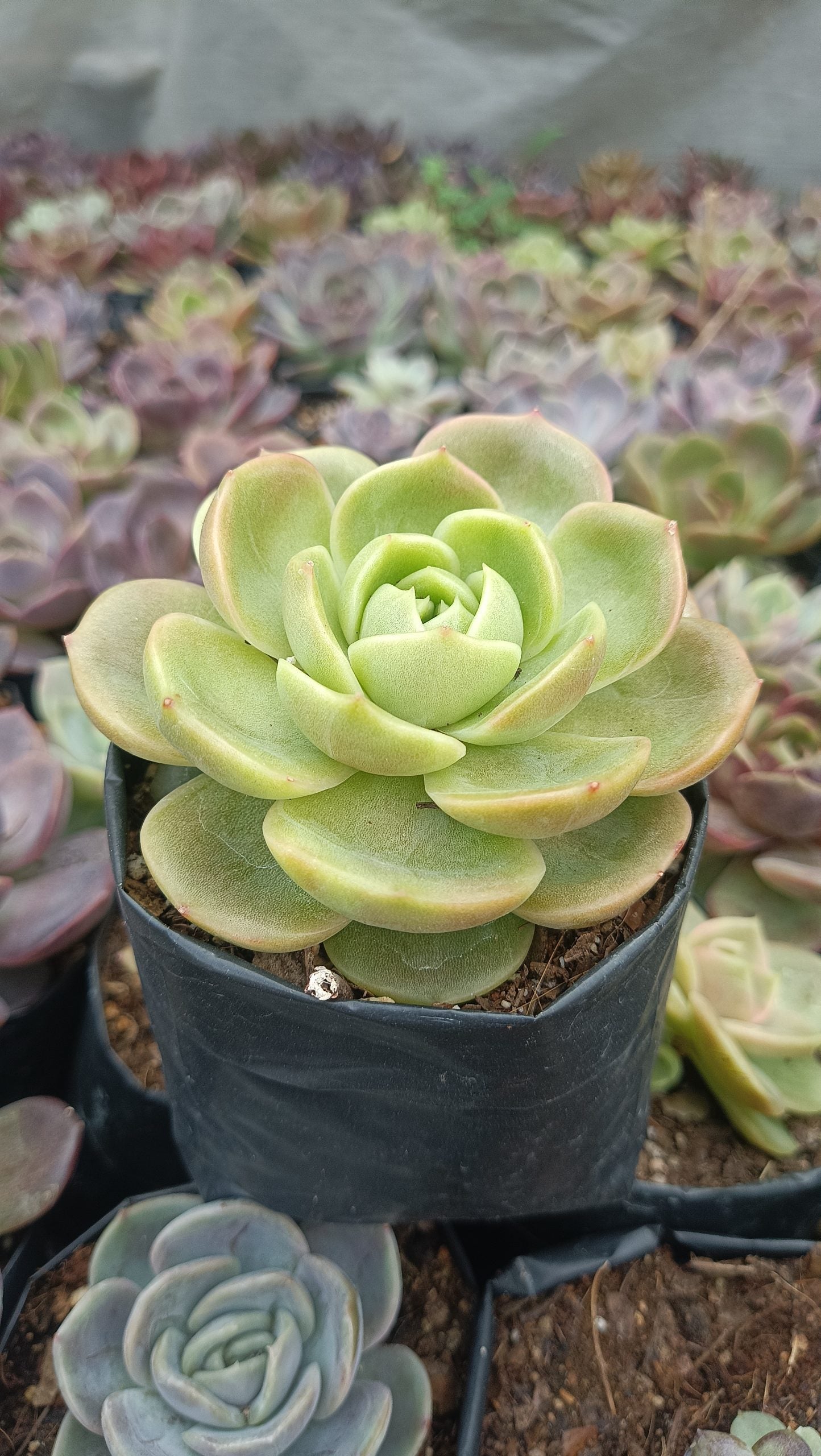 Hybrid Echeveria Green Maria Succulent: Compact Beauty for Your Space! - My Store