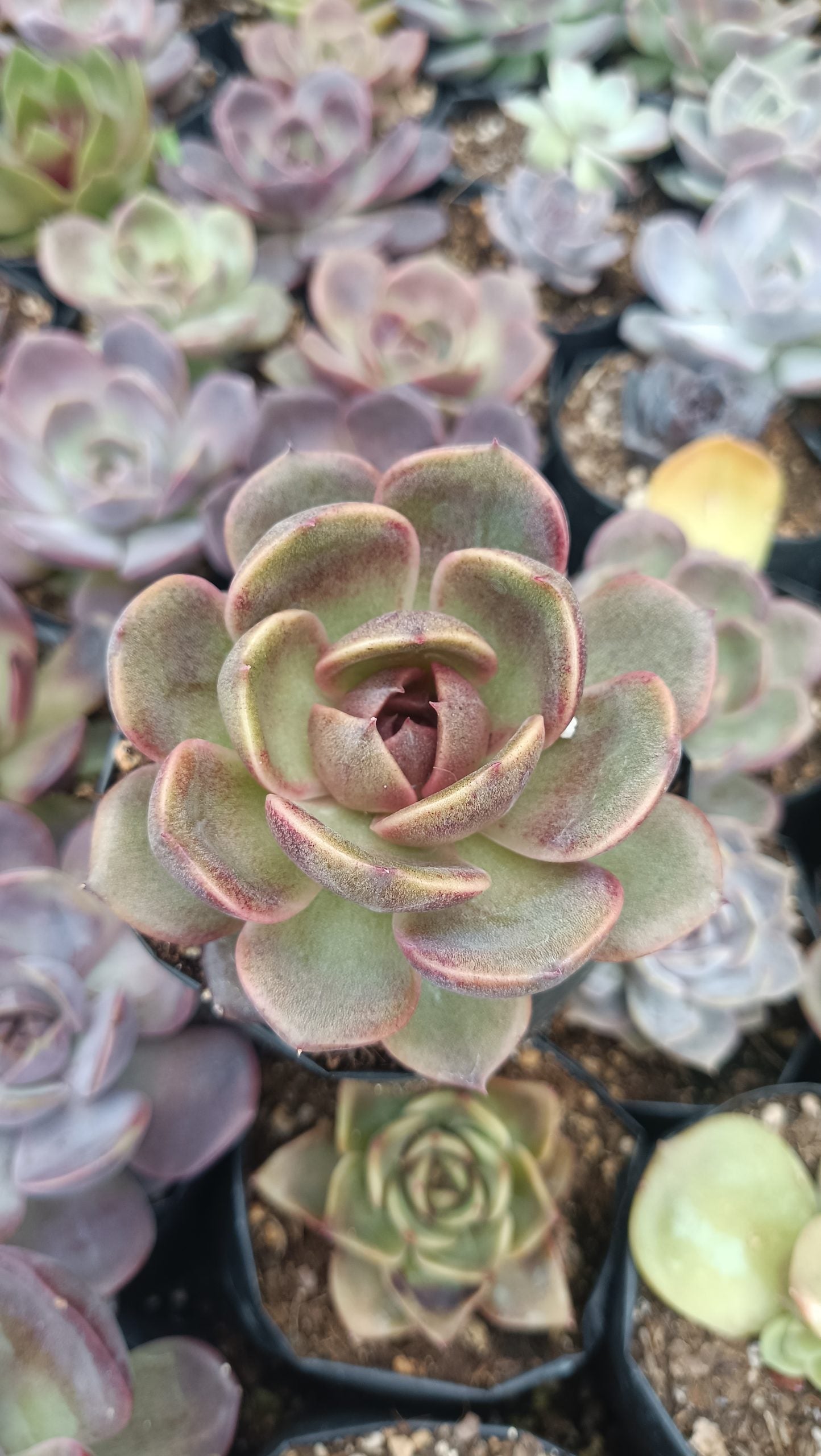 Hybrid Echeveria Mirine Succulent: Beauty in Simplicity! - My Store