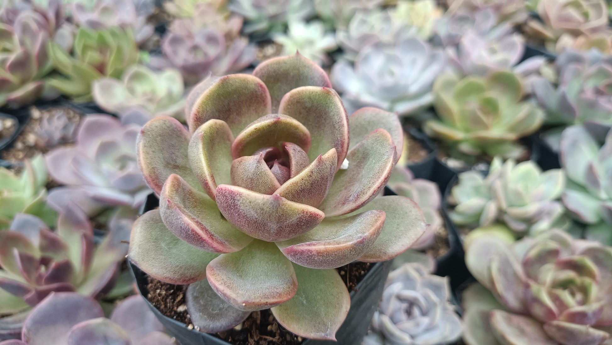 Hybrid Echeveria Mirine Succulent: Beauty in Simplicity! - My Store