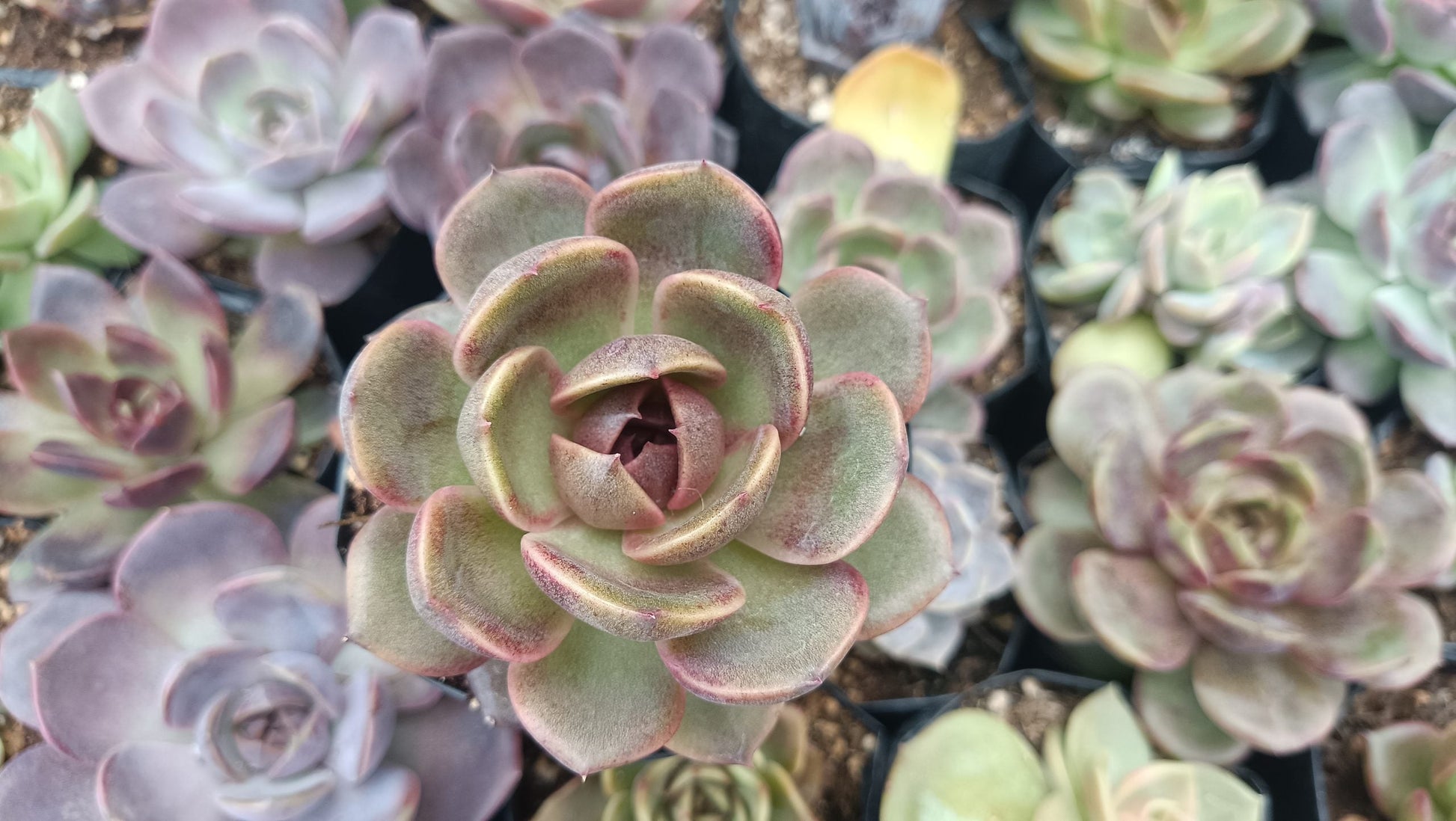 Hybrid Echeveria Mirine Succulent: Beauty in Simplicity! - My Store