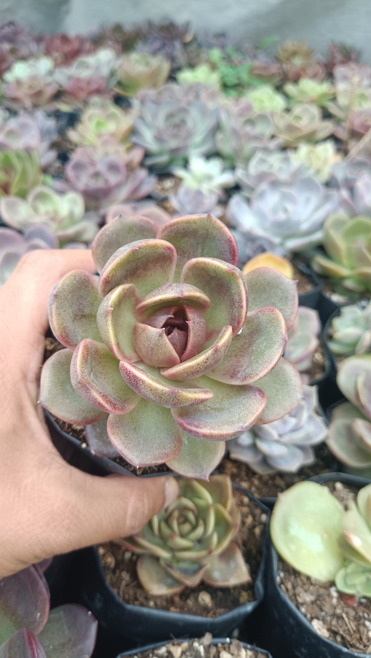 Hybrid Echeveria Mirine Succulent: Beauty in Simplicity! - My Store