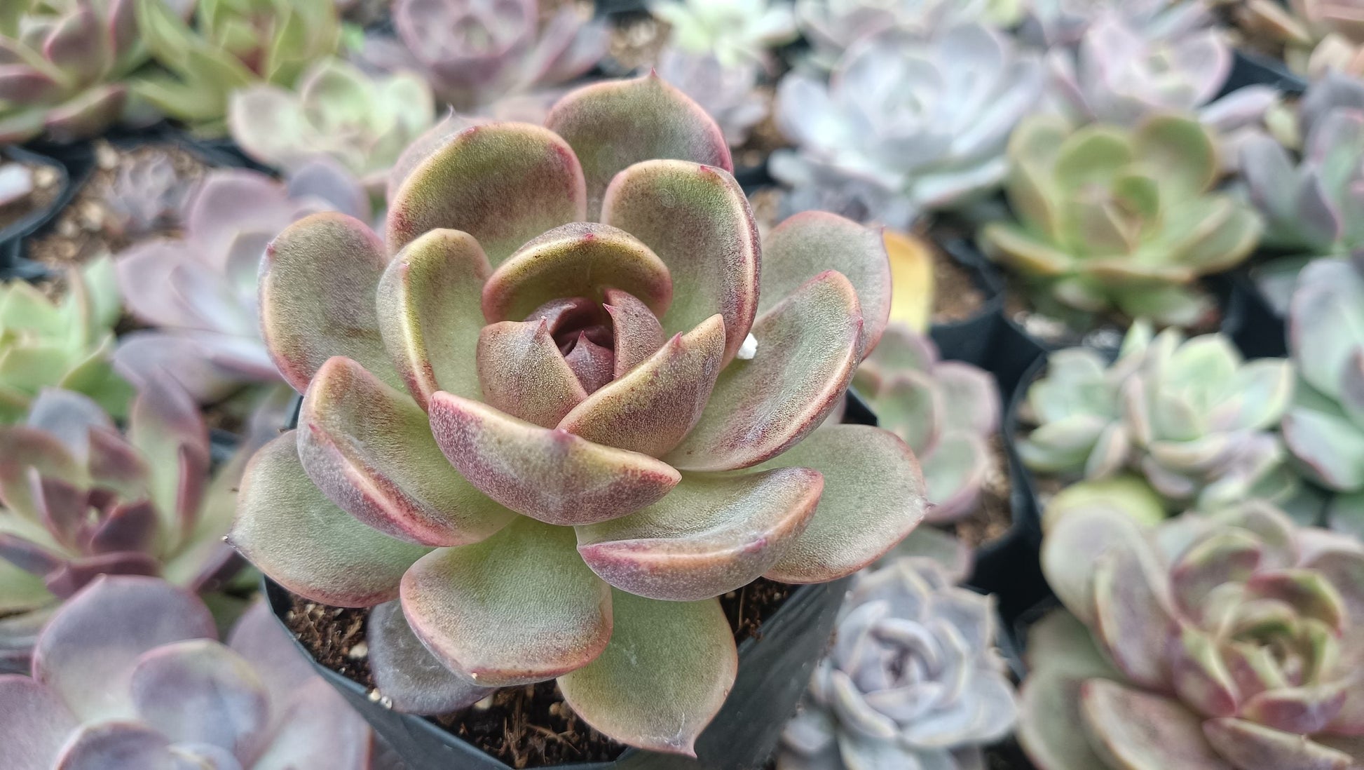 Hybrid Echeveria Mirine Succulent: Beauty in Simplicity! - My Store