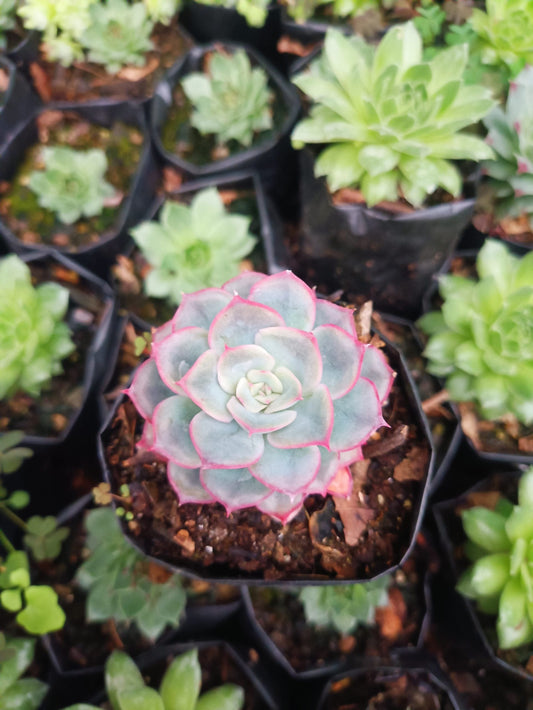 Hybrid Echeveria Orient: Captivating Succulent for Office, Home, and Garden – Bare-Rooted