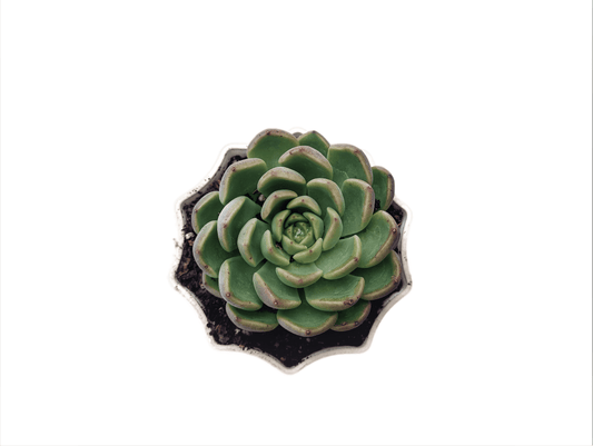 Hybrid Echeveria Succulent: A Botanical Marvel - My Store